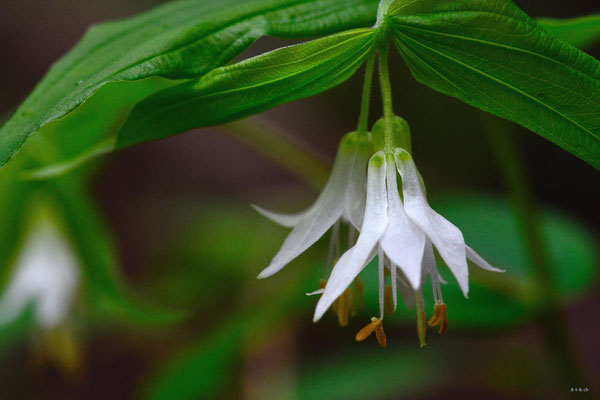 CA0154 Birkenhead lake, Blume