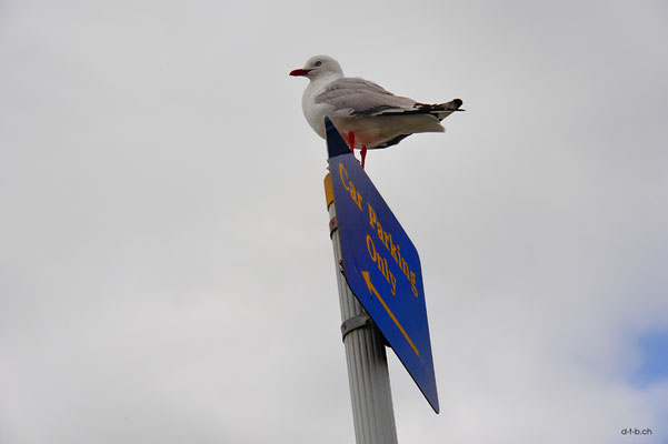 NZ.Kaikoura