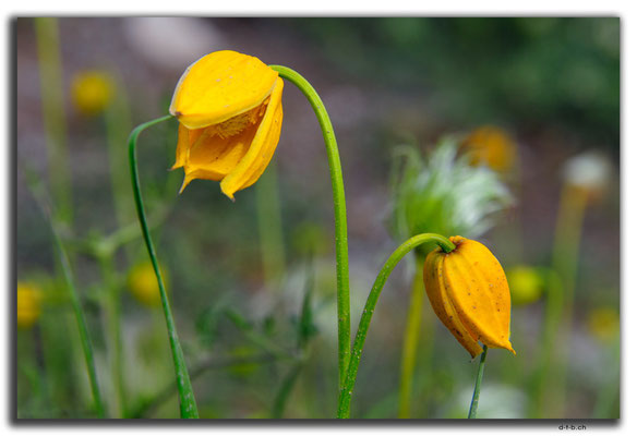 CN0167.Blume