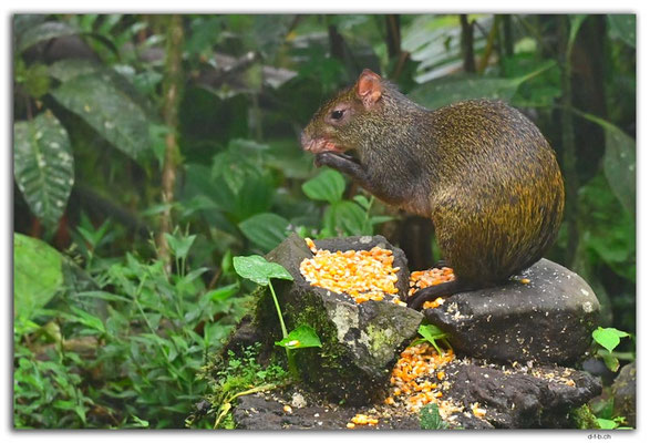 EQ0284.Mindo.Cotingas Bird reserve.Guatusa