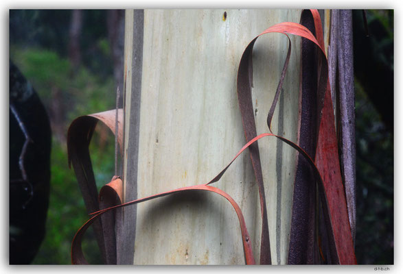 AU1391.Overland Track.Baumrinde Eukalyptus