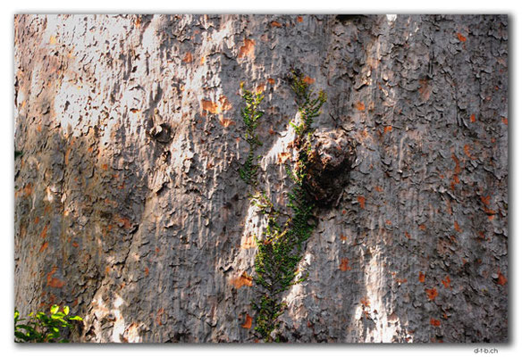 NZ0088.Tane Mahuta.Largest Kauri