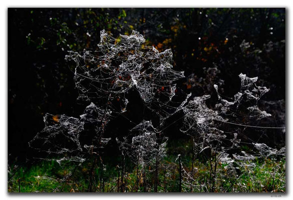 RO0099.Hoghiz.Spinnweben