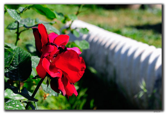 TR0619.Mersin.Rose im Museumsgarten