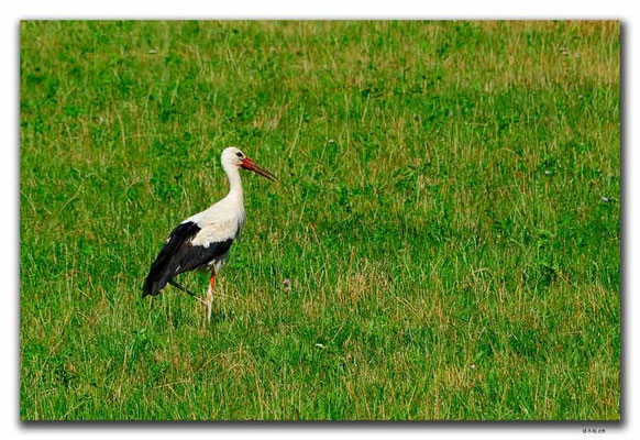 PL231.Storch