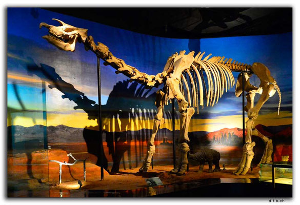 CN0040.Turfan.Rhinozerosskelett
