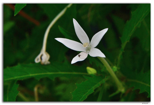 ID0106.Tegallalang.Blume