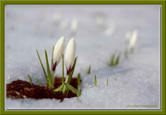 A0140.Krokus.Klosters.CH