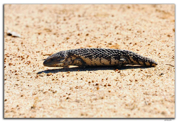 AU0544.Bobtail Skink or Blue Tongue Lizard