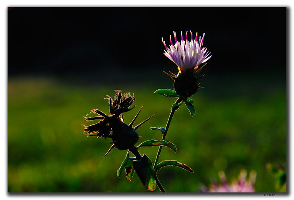 IR0033.Kelardasht.Blume