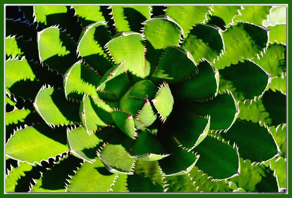 LAN024 Jardin de Cactus