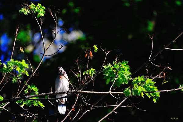 CA0357NiagaraFallsVogel