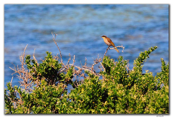 AU0515.Port Denison.Vogel