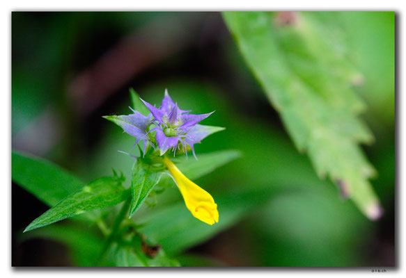 PL181.BialowiezaN.P. Blume