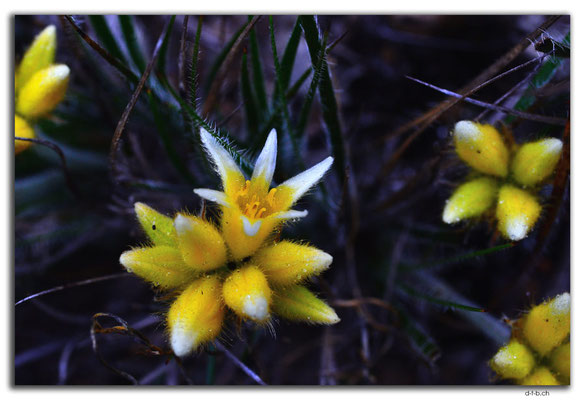 AU0642.Mt.Observation.Blume
