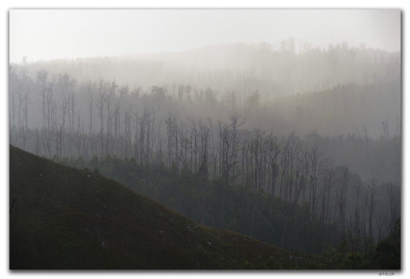 AU1442.Arthur Pieman Conservation Area.Forest in the mist