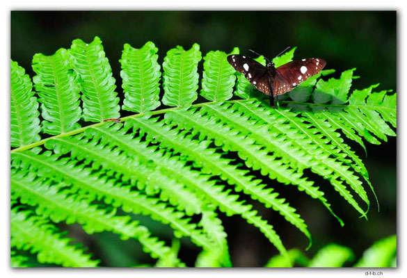 VT0030.Mele Cascades.Butterfly