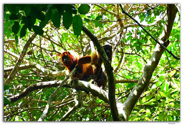 SR0054.Brownsberg N.P.Howler Monkeys
