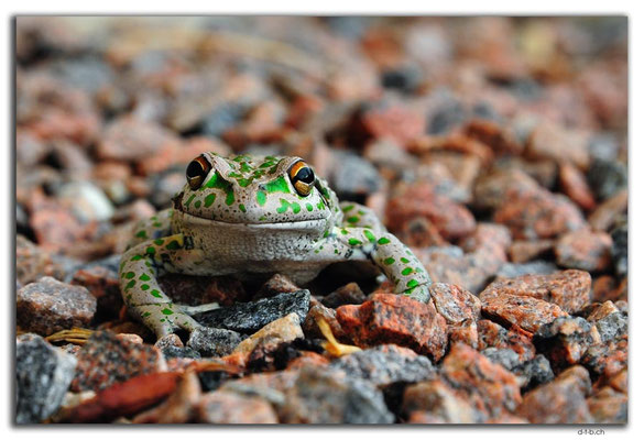 AU0877.Grass Patch.Frosch