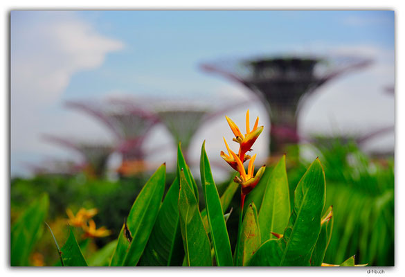SIN0102.Gardens by the Bay.Supertrees