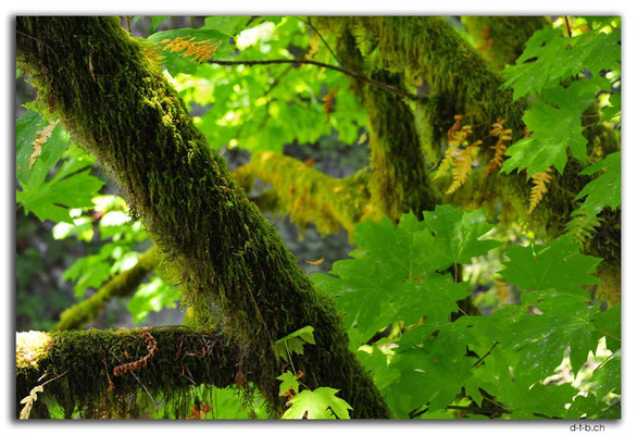 CA0511.Vancouver.Capilano Suspension Bridge