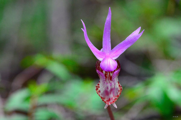 CA0156 Orchidee,Birkenhead lake