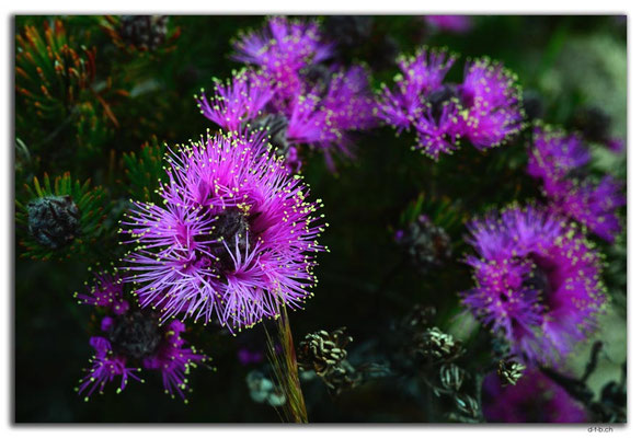 AU0530.Pincushion Cone Flower