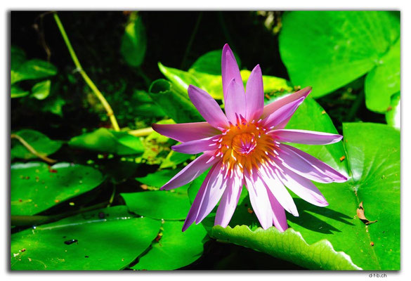 VN0213.Marble Mountains.Blume