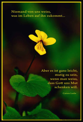 S0184.Blume Schlappin,Klosters.CH. Text: Carson Leslie