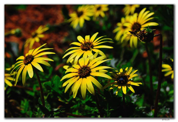 AU0419.Blumen