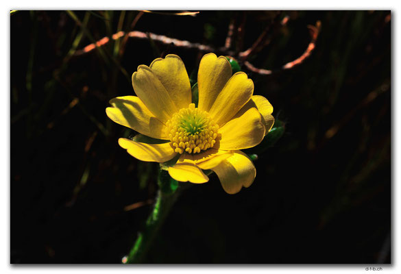 NZ0376.Egmont N.P.Blume