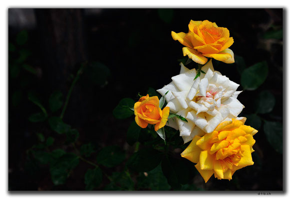 CN0223.Yinchuan.Rose