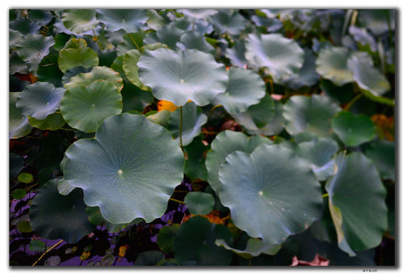 KR0030.Seoul.Nationalmuseum.Lotuspond