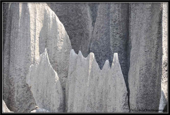 C0865Stone Forest