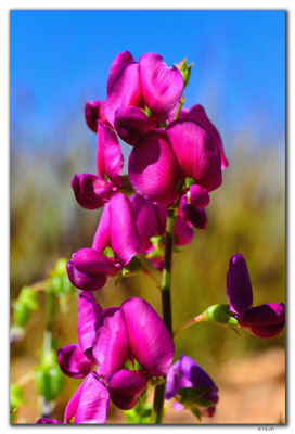 AU0368.Orchidee