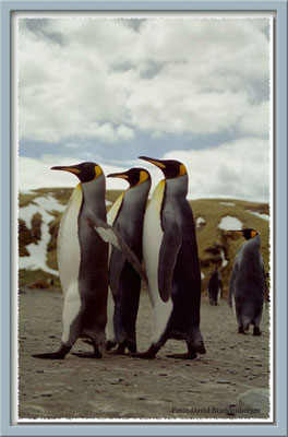 126.Königspinguine am Gold Harbour,South Georgia