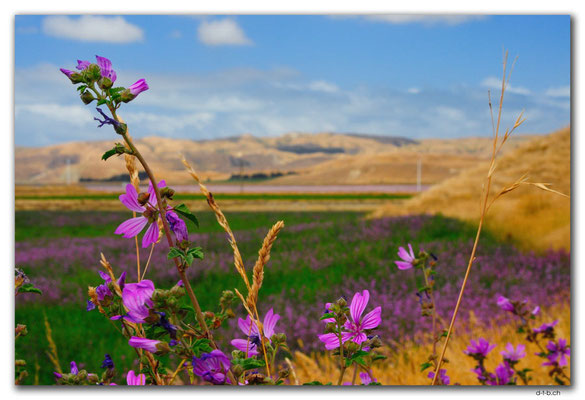 NZ0687.Seddon.Pink.Flowers and Pink Saltlakes