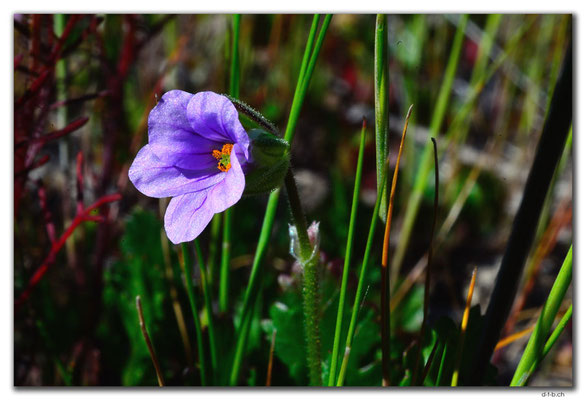 AU0543.Blume