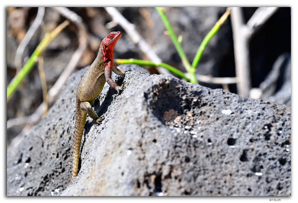 EQ0061.Española Island.Gardner Bay.Española Lava Lizard