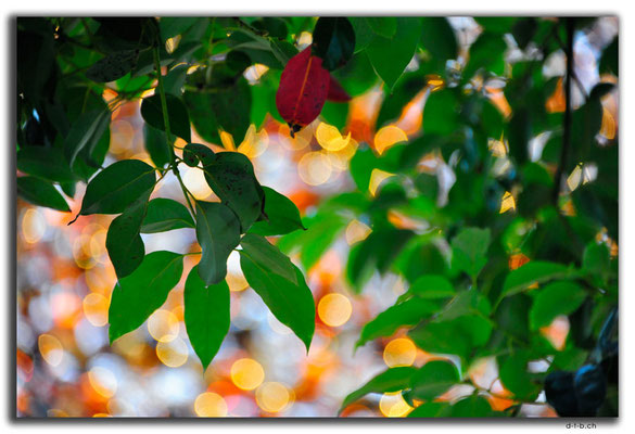 HK0047.Christmas tree