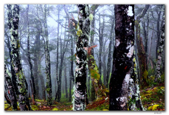 NZ0661.Nelson Lakes N.P.Misty Forest