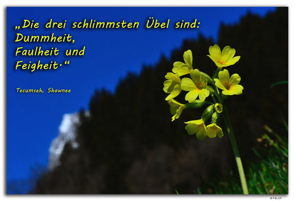 S0298.Schlüsselblume und Wetterhorn.Switzerland.Tecumseh, Shawnee