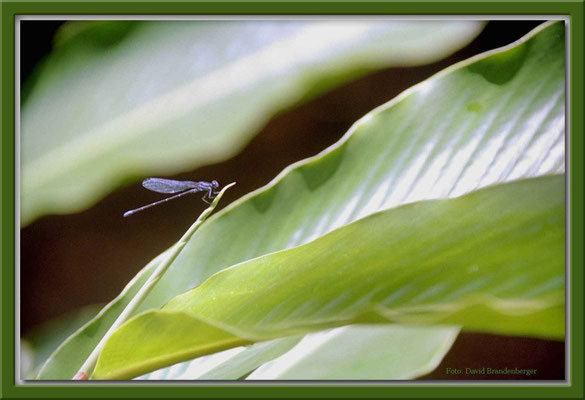 14.Libelle,Costa Rica