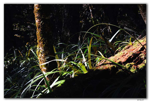 NZ0527.Kahurangi N.P.Forest