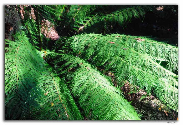 AU1194.Fern at Turtons Track