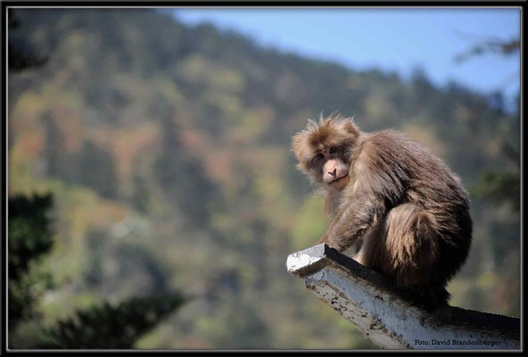 C0652Emei Shan