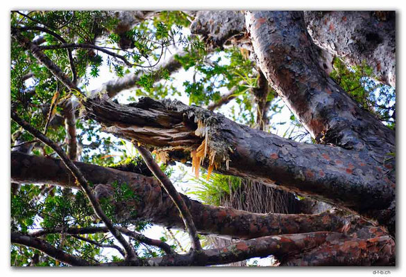 NZ0087.Tane Mahuta.Largest Kauri.Gum
