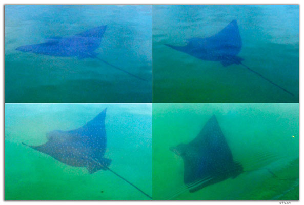 EQ0244.Santa Cruz Island.Spotted Eagle Ray