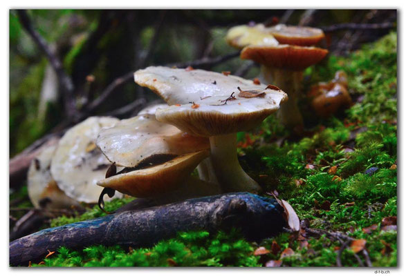 AU1367.Overland Track.Fungi
