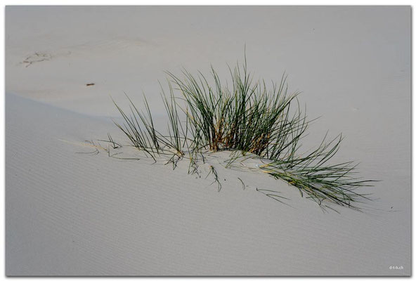 DE098.Amrum.Düne